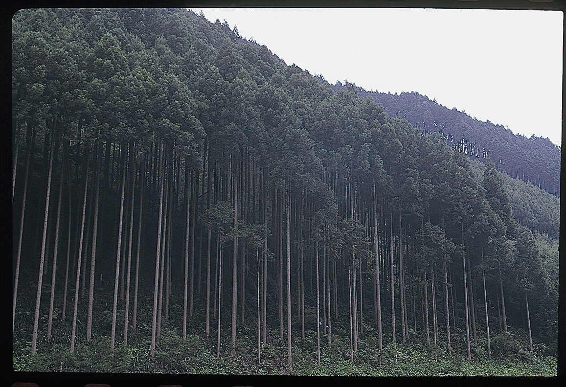 北山丸太の画像です。