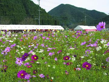 静原コスモスフェアの写真
