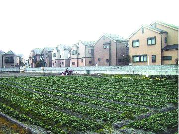 生産緑地の写真