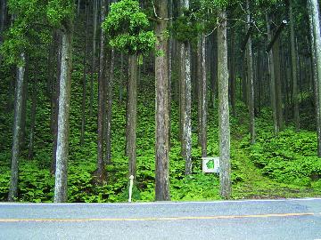 長期育成林風景（京北展示林）
