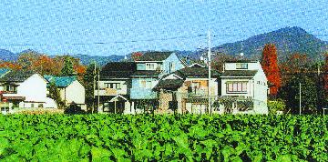 すぐき菜の作付と比叡山の写真