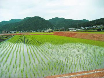 山と水田の写真