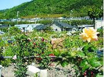 大宅の花の市民農園