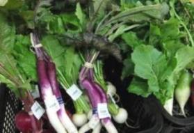 日野菜の画像