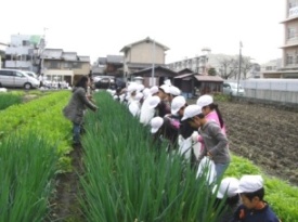 九条ねぎの収穫体験の画像