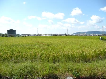 久我の田んぼの画像