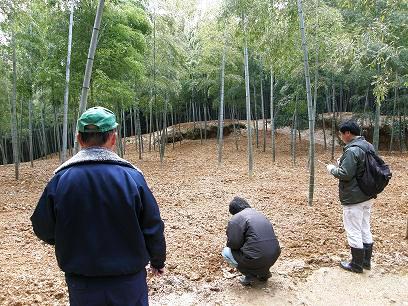 たけのこ畑立毛共進会の画像