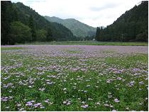 北山友禅菊(遠景)の画像