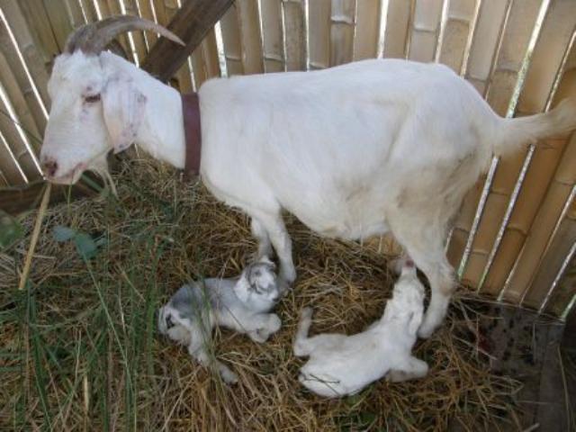 親ヤギと子ヤギの画像