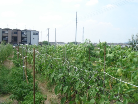 7月末の農園の様子