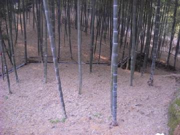 筍畑の様子