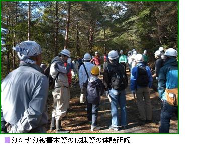 カシナガ被害木等の伐採等の体験研修の画像