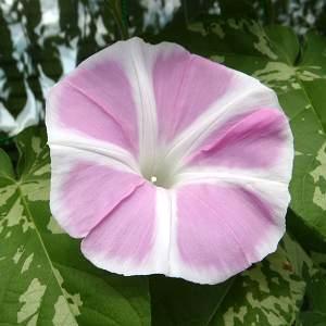 桃色のアサガオの花の画像