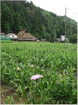緑深い山々とかやぶきの民家と北山友禅菊の画像