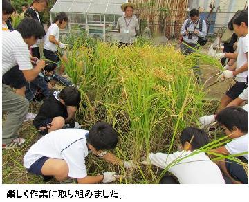 稲刈りの様子：楽しく作業に取り組みました。