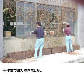 ネットからアサガオを取り外す作業の様子：手作業で取り除きました。