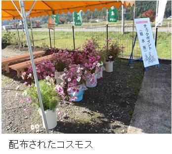 配布されたコスモス