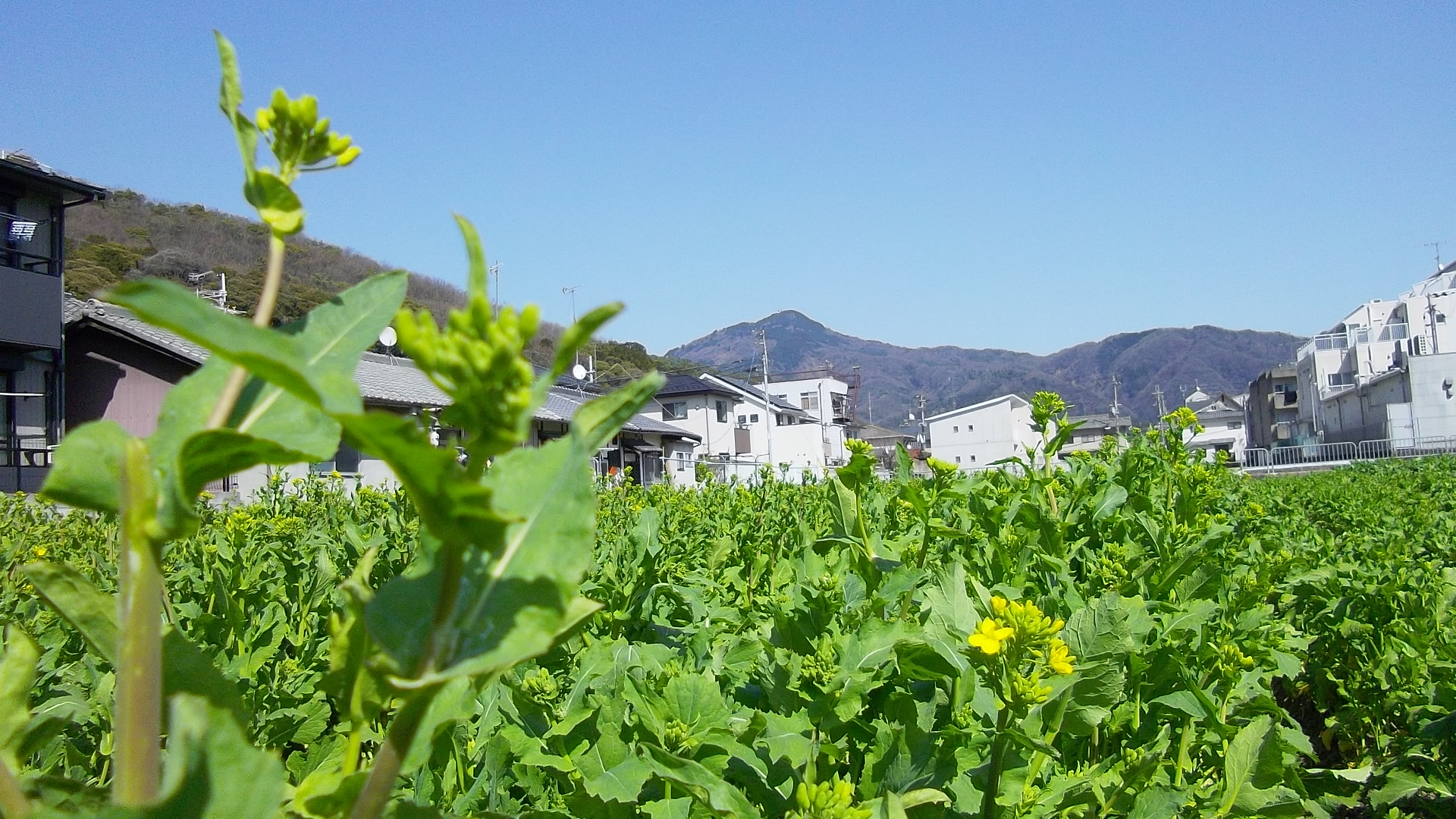 比叡山を望む菜の花畑の画像