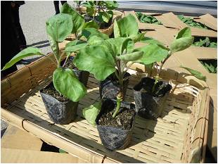 今年定植予定の苗の画像