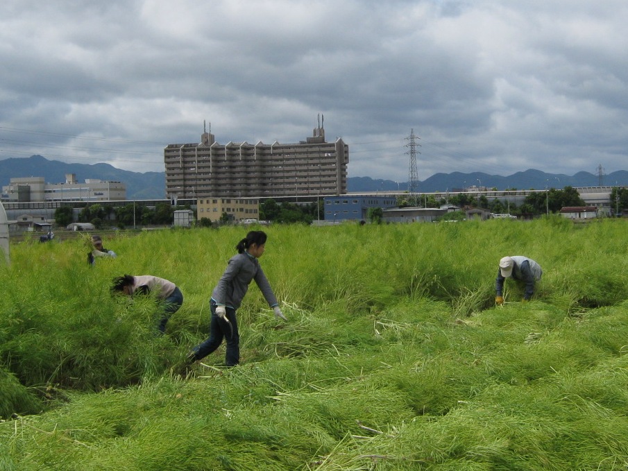 刈取り作業