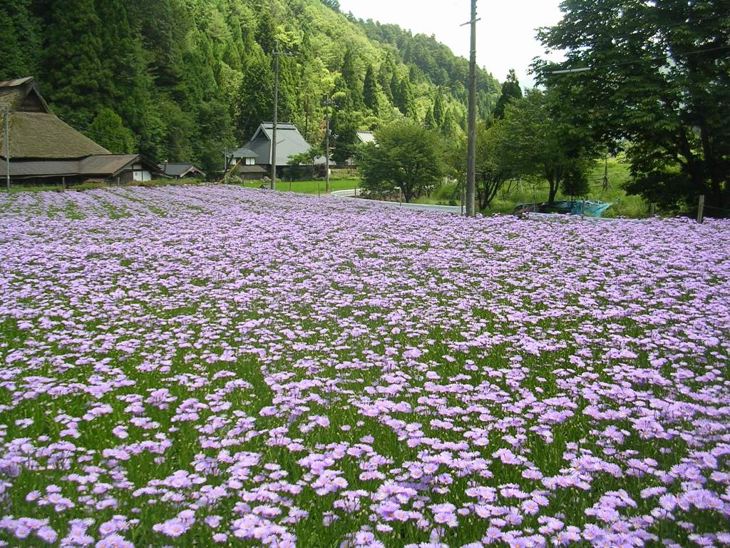 北山友禅菊（全景）