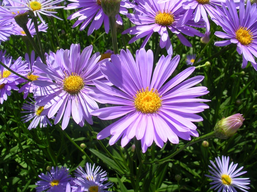 北山友禅菊（アップ）