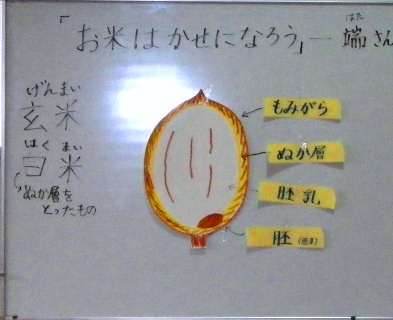 お米の構造