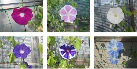 主な花の色