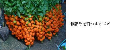 出荷されるホオズキ