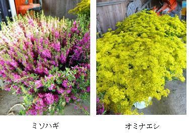 その他のお花