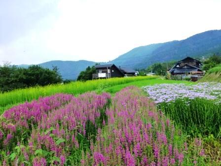棚田に青い水稲と見ごろを迎えた可憐なお花