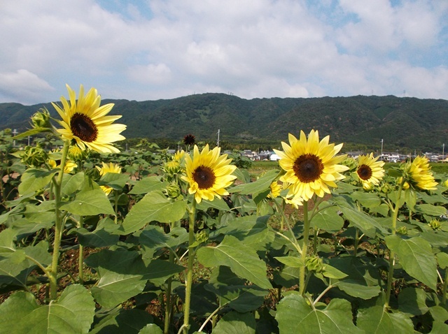 ひまわり