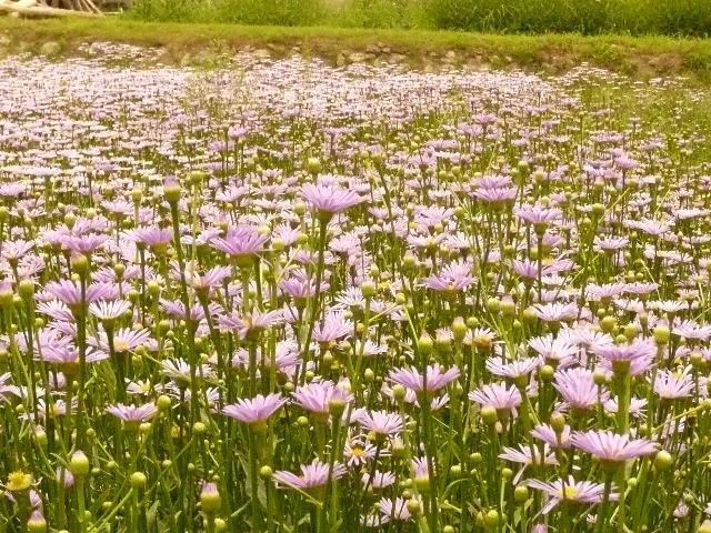 北山友禅菊