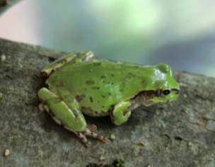 ニホンアマガエル