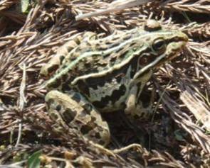 トノサマガエル