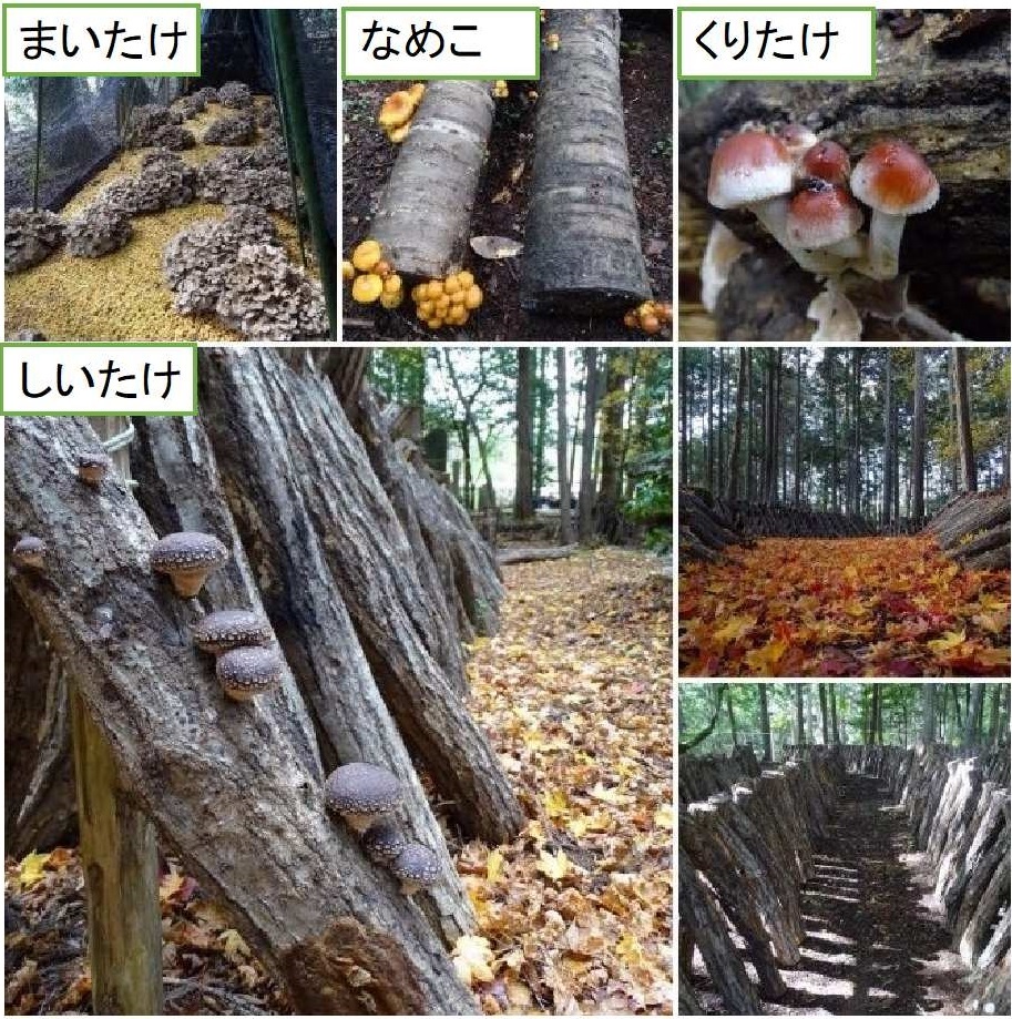 まいたけ，なめこ，くりたけ，しいたけ