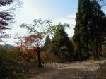 散策道・歩道の画像