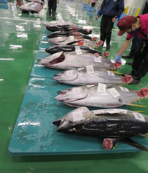水産物部下見の写真