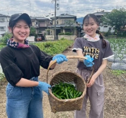 学生が収穫したとうがらし