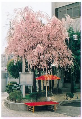 今月号に掲載されている写真