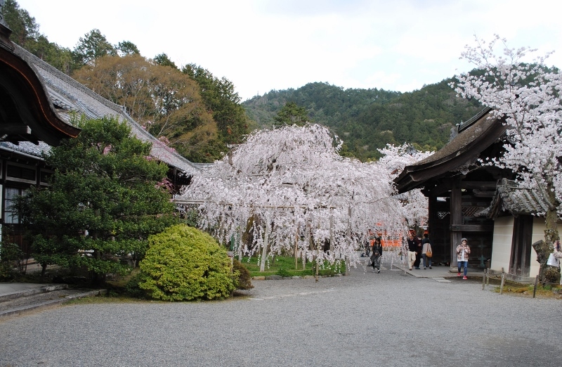 しだれ桜