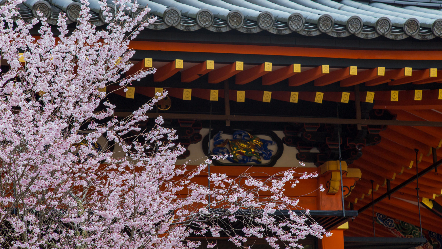 毘沙門堂の糸桜