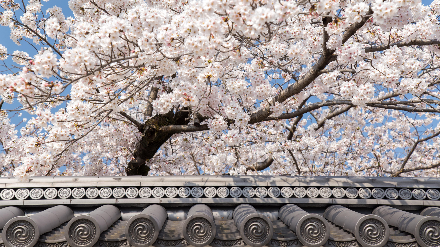 勧修寺の桜