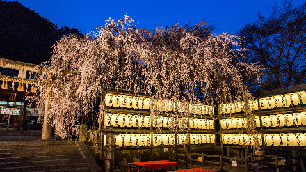 大石神社の大石桜