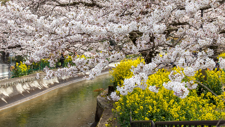 琵琶湖疏水の桜と菜の花