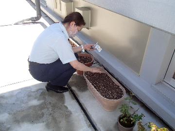 種植え