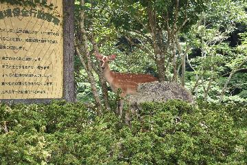 入村式に野生の鹿も参加してくれました