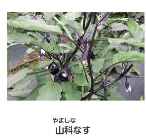 山科なす