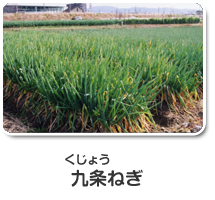 九条ねぎ