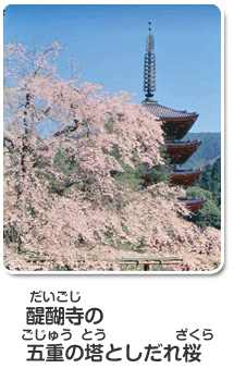 醍醐寺の五重の塔としだれ桜
